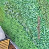 دیوار سبز مصنوعی برای بالاکن یا تراس